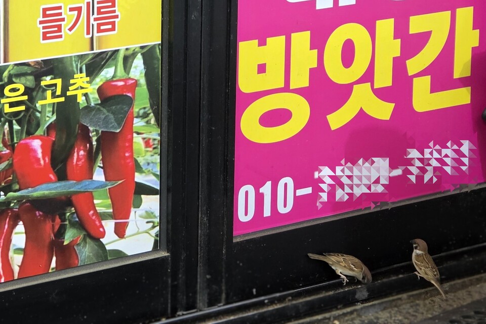 ▲ 5월 1일 오후 수원시 팔달구 소재 화서시장 내 고소한 들기름 냄새가 풍기는 방앗간 문 앞에 참새 두마리가 문틈 사이에 떨어진 고추씨나 곡물을 콕콕 쪼아먹고 있다.